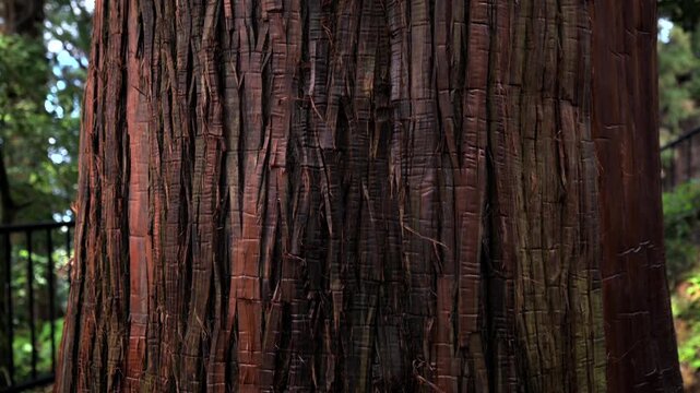 Close-up of textured palm tree trunk bark