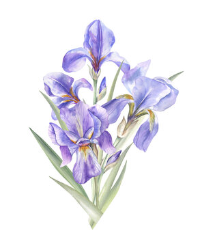 Beautiful bouquet of the purple irises, watercolor illustration. Elegant flowers and leaves of the iris pallida plant. For art prints, cards, stickers, book, and articles