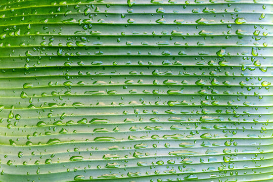 Nahaufnahme des Blattes einer Bananenstaude mit Wassertropfen als Hintergrund oder Textur