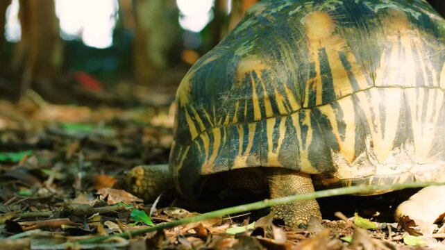 Extreme Close up of a Radiated Tortoise (Astrochelys radiata) in Madagascar island.
