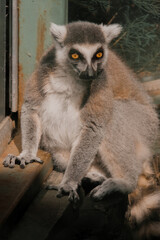 Fototapeta premium Ring-Tailed Lemur Portrait Sitting on Wooden Surface