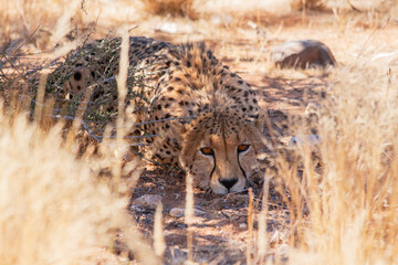 Cheetah in the wild © Mondo