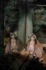 Fototapeta premium Ring-Tailed Lemur Portrait Sitting on Wooden Surface