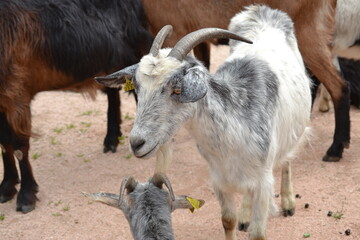 Fototapeta premium Grey and white goat interacting with a kid in a farm pen for pastoral background and rural livestock banner design