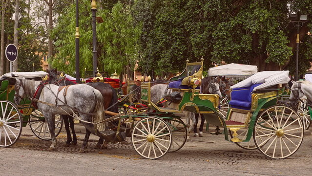 Local cal?ches (calash, barouche), four-wheeled two-horse drawn carriages, waiting for tourists parked next to the Kutubiyya. Marrakesh-Morocco-320
