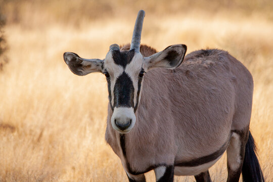 Gemsbok / Oryx