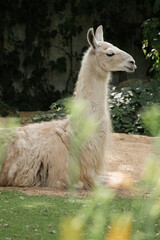 Obraz premium White Llama Resting Outdoors, Calm Animal Portrait