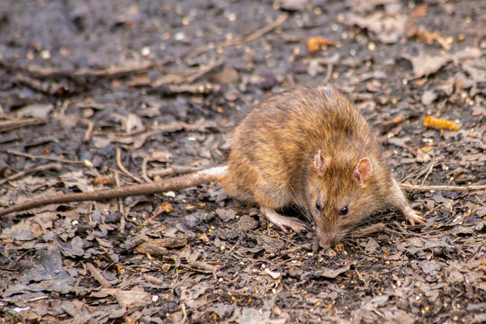 Brown rat