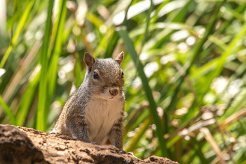 Obraz premium Grey Squirrel