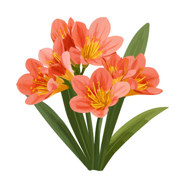 Clivia, clean 2D vector flat illustration in minimal and modern style on a white background.