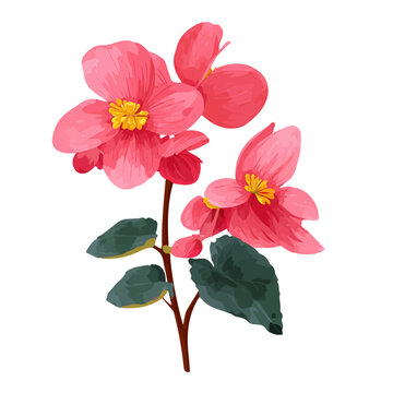 Begonia Flower &mdash; flat 2D vector artwork created in a clean, modern, and minimal style on white background.