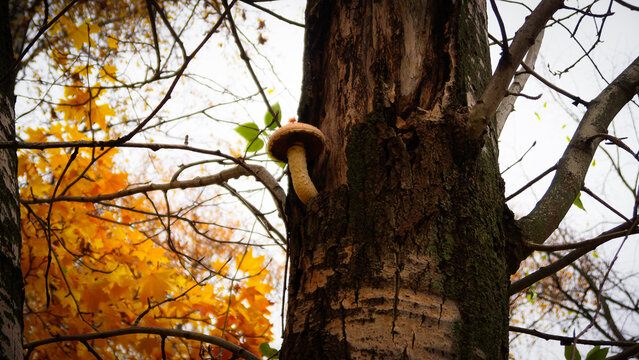 Mushroom growing up on a tree in Autumn season