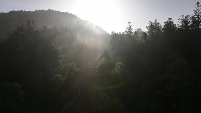 Morning light penetrates forest mist and bathes the woodland with soft rays