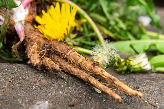 Dandelion Tap Root Weed Removal Closeup