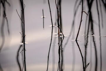 Obraz premium Minimalist abstract nature background of thin bare twigs reflecting in calm silver water