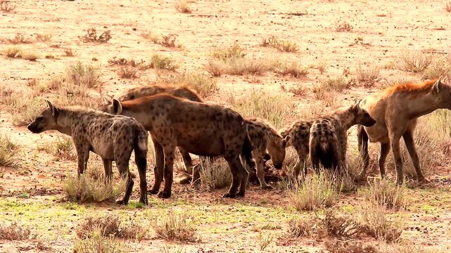 pack of spotted hyenas, Crocuta, crocuta, with offspring at carcass 3
 3