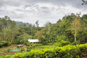 Rustic Dwelling Nestled in Lush Green Hills Amidst Tea Plantations Under a Cloudy Sky. Mountain landscape near Ella town in Sri Lanka island in Asia. © Viliam