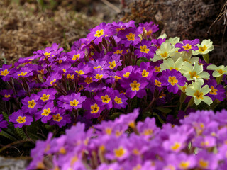 Obraz premium Primula vulgaris is a species of flowering plant in the family Primulaceae. Natural wallpaper. Spring background