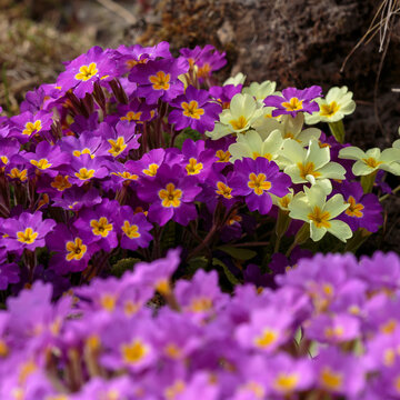 Primula vulgaris is a species of flowering plant in the family Primulaceae. Natural floral background or wallpaper