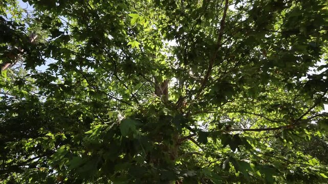 Looking Up At Trees In A Park With Sunlight Shining