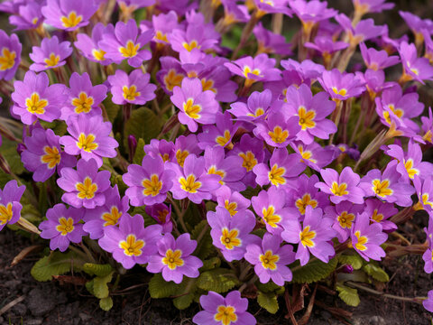 Primula vulgaris is a species of flowering plant in the family Primulaceae. Natural floral background or wallpaper