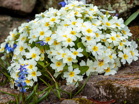 Primula vulgaris is a species of flowering plant in the family Primulaceae. Natural wallpaper. Spring background
