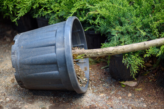 Tipped nursery pot with uprooted young tree beside evergreen shrub