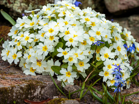 Primula vulgaris is a species of flowering plant in the family Primulaceae. Natural floral background or wallpaper