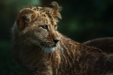 Fototapeta premium Congolese lion (Panthera leo bleyenberghi) portrait 