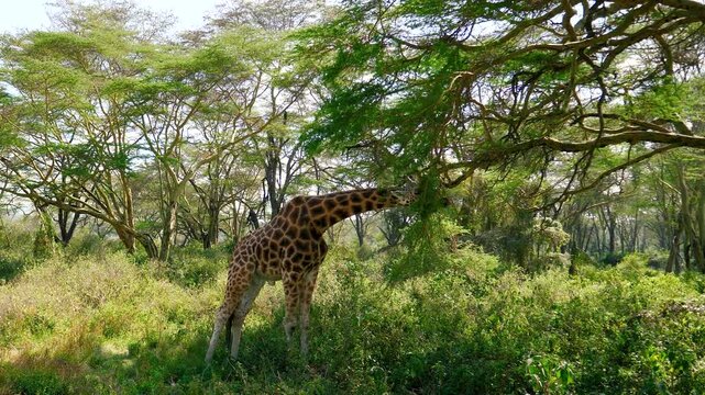 Wild giraffe eating leaves from acacia tree in africa jungle. Giraffe surrounded by lush green vegetation of african bush during sunny day safari. Animal in wild africa nature