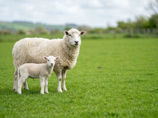 Fototapeta premium mother sheep with baby lamb standing together on green grass with copy space showing livestock farming and rural agriculture concept