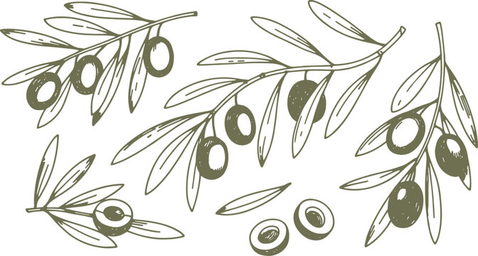Hand drawn olive branches with olives and leaves in muted green and white fruit food
