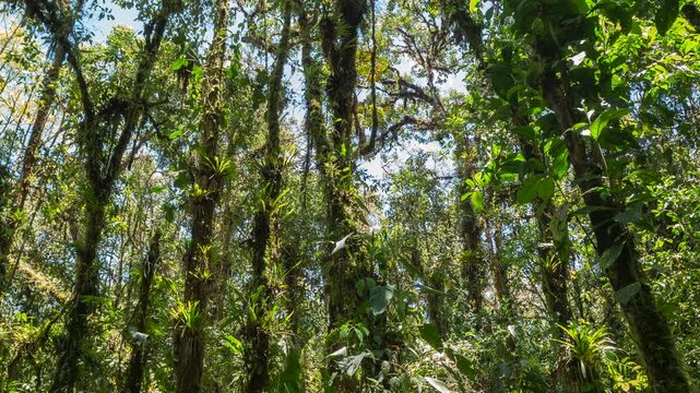Time lapse of the cloudforest interior with a  giant philodendron vine. Pristine montane rainforest near Cosanga, Ecuador