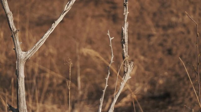 Dry brown highland with dead trees and withered grass