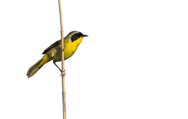 Fototapeta premium Common Yellowthroat Warbler, Geothlypis trichas, in full Spring breeding plumage perches and sings on reeds on a sunny morning