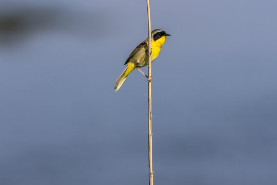 Common Yellowthroat Warbler, Geothlypis trichas, in full Spring breeding plumage perches and sings on reeds on a sunny morning