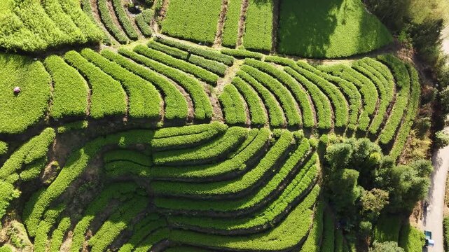 Aerial view of terraced tea plantations with lush green layers and undulating curves in southern China