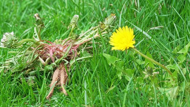 Pulled Dandelion Weed Root Lawn