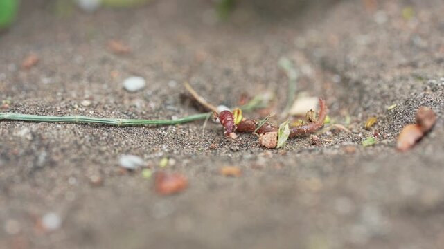 Small Earthworm Crawling Macro Ground Closeup