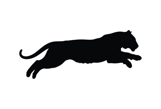 A dynamic black silhouette of a leaping tiger in mid air silhouette