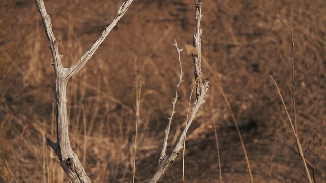 Dry brown highland with dead trees and withered grass