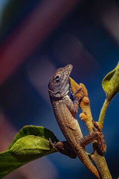 Anolis parto bajo el sol 