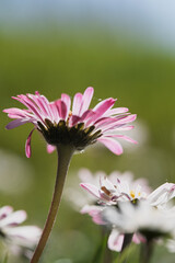 Pink tipped common daisy from below in soft meadow light © Vjom