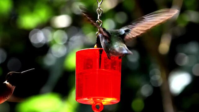 hummingbirds - artistic wingbeats of colibri flights at feeder, slo-mo 305