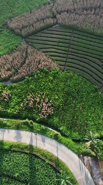 Pemandangan Udara Lanskap Pedesaan, Desa di Lereng Gunung, dan Hamparan Pertanian Hijau yang Asri