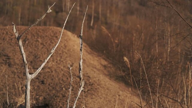 Dry brown highland with dead trees and withered grass