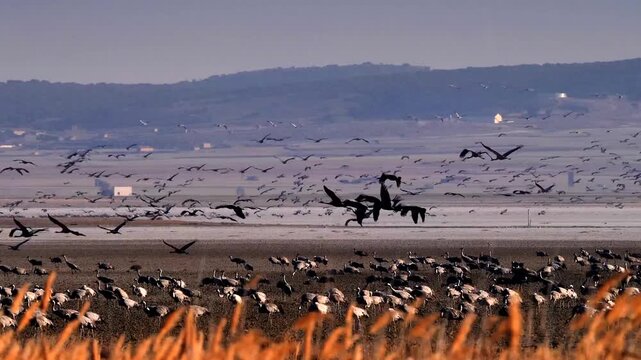 common cranes flying and resting in the lagoon of Gallocanta, Spain 038
