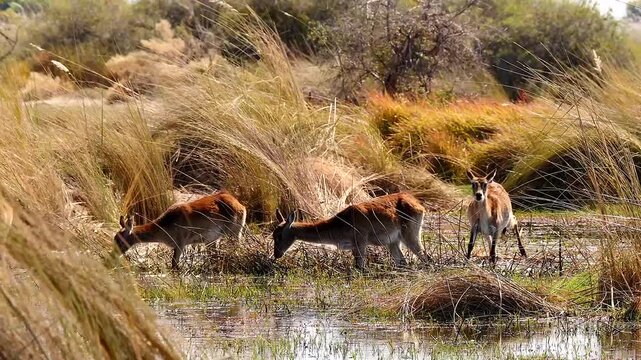 group of lechwe in beautiful Okavango marshland 067 
