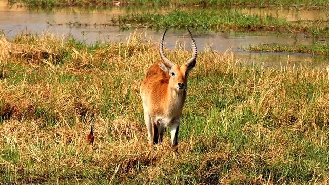 red lechwe, Kobus leche leche, on the riverside eating grass and looking around 220