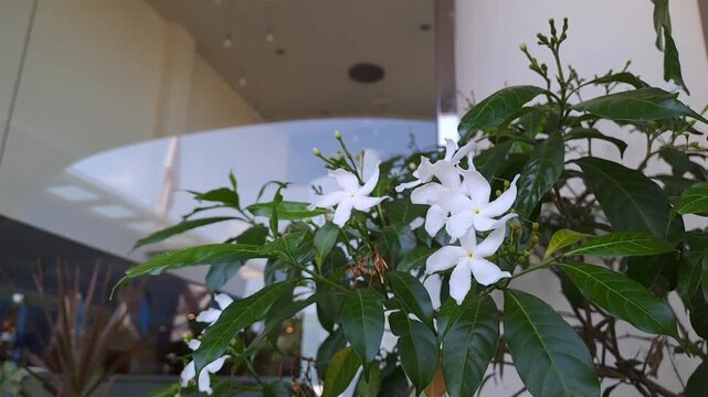 Close-up of beautiful white Jasminum sambac (Arabian Jasmine) flowers swaying gently in the wind. This aesthetic outdoor footage captures the delicate white blossoms and green leaves in a garden set.